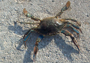 parangal